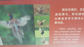 Shanghai Zoo Adventure