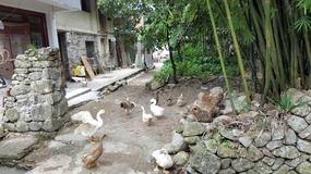 Furongcun Village Adventure