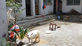 Furongcun Village Adventure