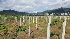 Cangpocun Village