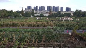 New Apartment, Wanda & Local Area