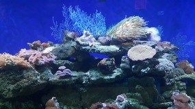 Ocean World With Linda