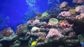 Ocean World With Linda