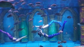 Ocean World With Linda