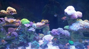 Ocean World With Linda