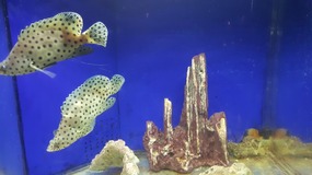 Ocean World With Linda