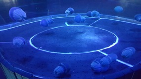 Ocean World With Linda