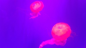 Ocean World With Linda