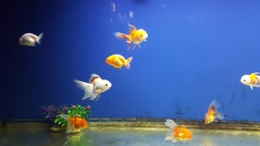 Ocean World With Linda