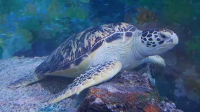 Ocean World With Linda