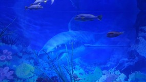 Ocean World With Linda