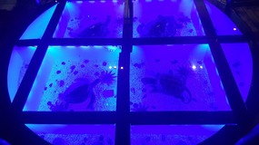Ocean World With Linda