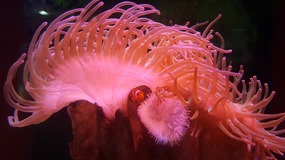 Ocean World With Linda