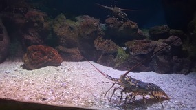 Ocean World With Linda