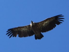 Gliding Vulture
