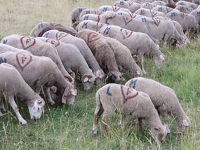 ... grazing