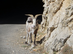 Guard Goat