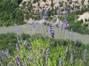 Lavender!
