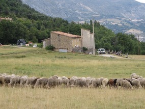 Sheep ...