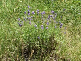 Today's Lavender 
