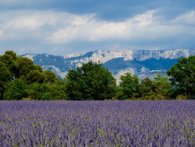 Lavender
