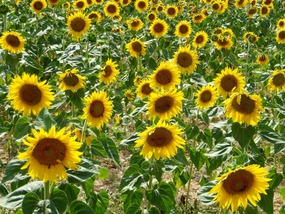 Fabulous Sunflowers