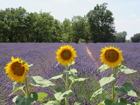 Lavender and sunflowers too!