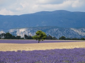 Lavender II