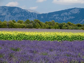 Lavender III 