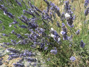 Today's Lavender ... with Snails
