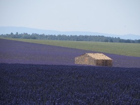 Another Little House