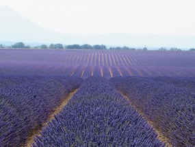 Lavender ...