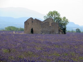 Lavender ...