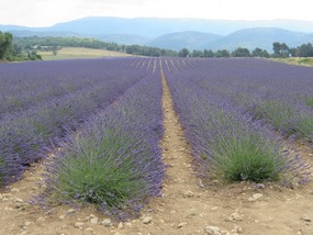 The first field we saw ... but only snapped today!