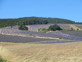 Plateau d'Albion