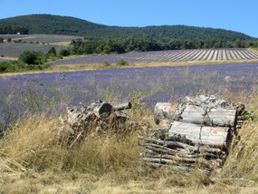 Plateau d'Albion