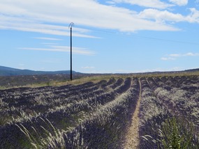 Moody Lavender