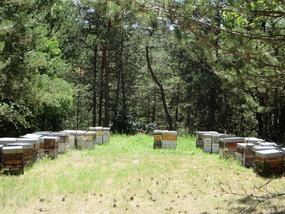 Bee Hives
