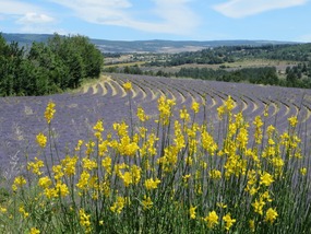 Lavender and Broom