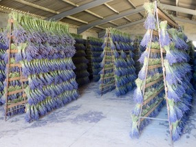 Lavender Drying