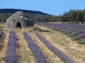 Lavender with Borie