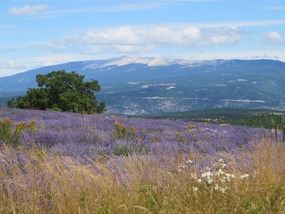 Mont Ventoux