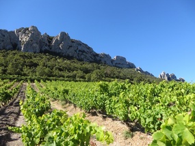 Dentelles and vines