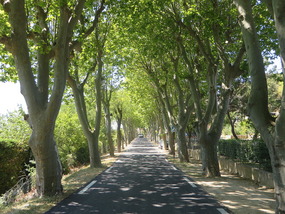 Lime Avenue