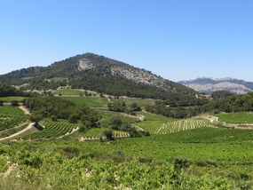 More Vineyards