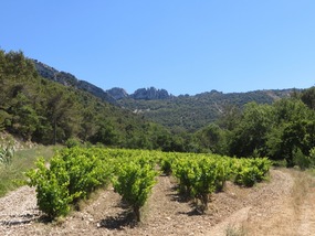 Dentelles with Vines