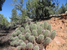 Eagle Crags Trail - More Cacti