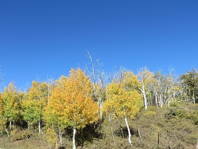 Along Kolob Terrace