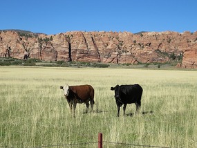Kolob Terrace Drive