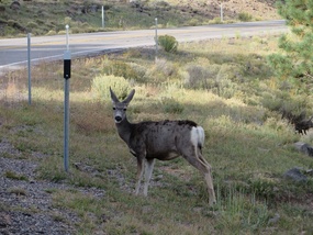 Deer